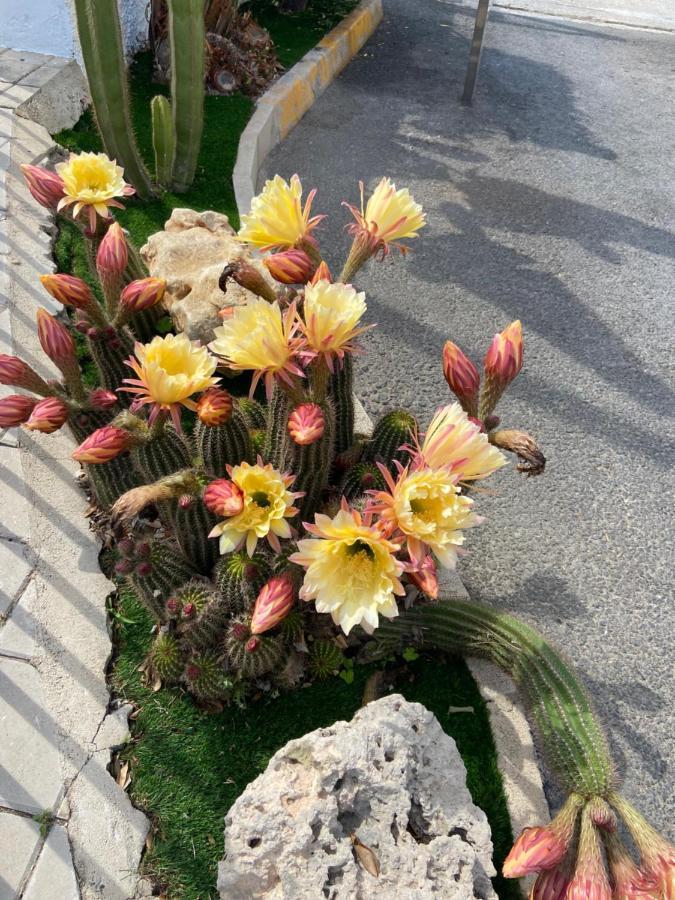 Un Lugar Para Descansar En Alicante Dış mekan fotoğraf